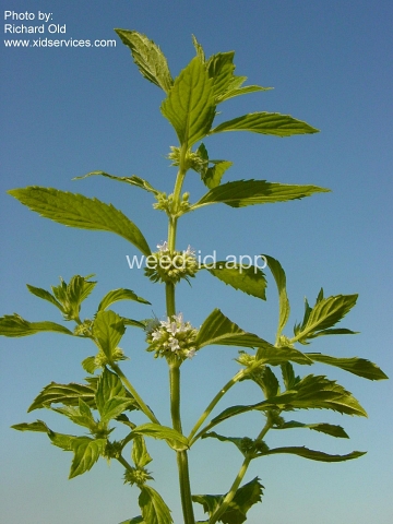 mint, field